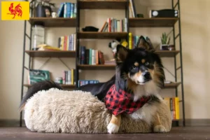 Lire la suite à propos de l’article Pomsky éleveurs et chiots en Région wallonne