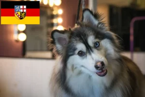 Lire la suite à propos de l’article Pomsky éleveurs et chiots en Sarre