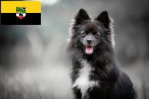 Lire la suite à propos de l’article Pomsky éleveurs et chiots en Saxe-Anhalt