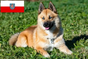 Lire la suite à propos de l’article Pomsky éleveurs et chiots en Thuringe