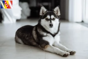 Lire la suite à propos de l’article Pomsky éleveurs et chiots en Grand Est