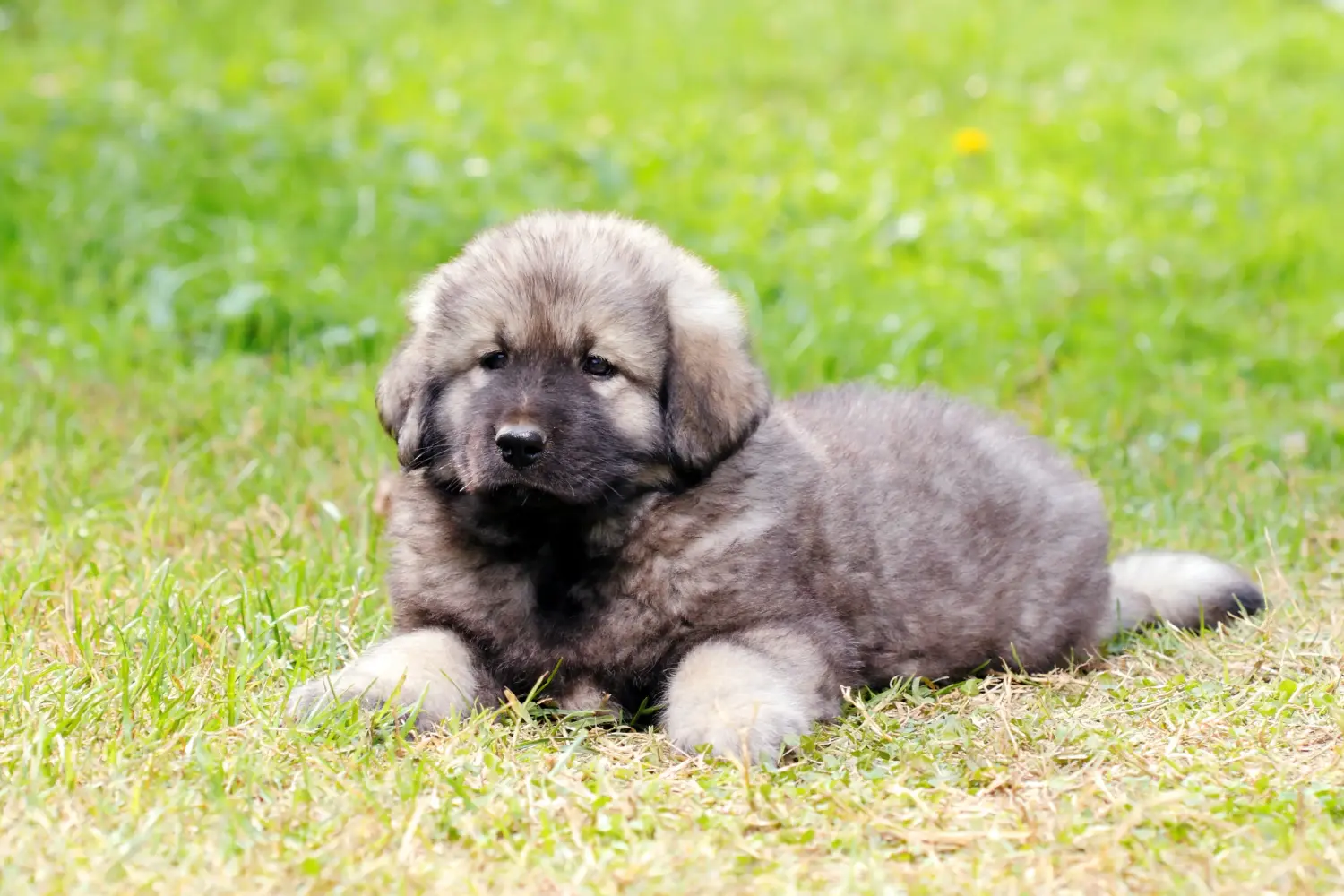 Acheter un chiot Šarplaninac, c'est prendre ses responsabilités ! Acheter des chiots Šarplaninac.