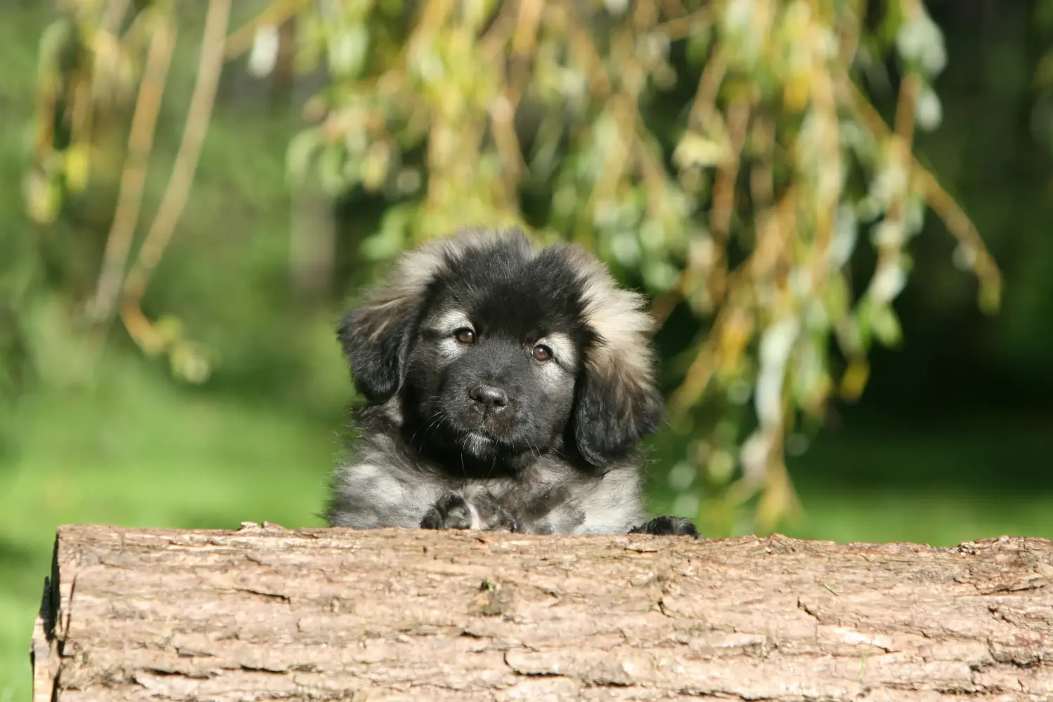 Acheter un chiot Šarplaninac, c'est prendre ses responsabilités ! Acheter des chiots Šarplaninac.