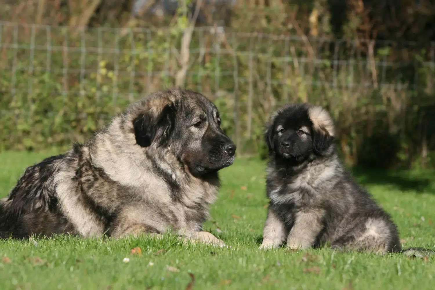Acheter un chiot Šarplaninac, c'est prendre ses responsabilités ! Acheter des chiots Šarplaninac.