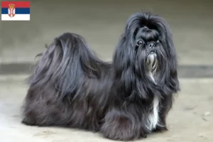 Lire la suite à propos de l’article Éleveurs de Shih Tzu et chiots en Serbie