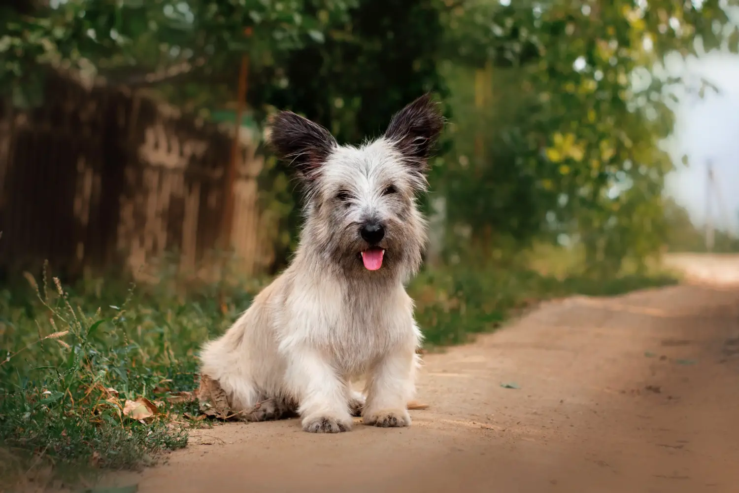 Acheter un chiot Skye Terrier, c'est prendre ses responsabilités ! Acheter un chiot Skye Terrier.