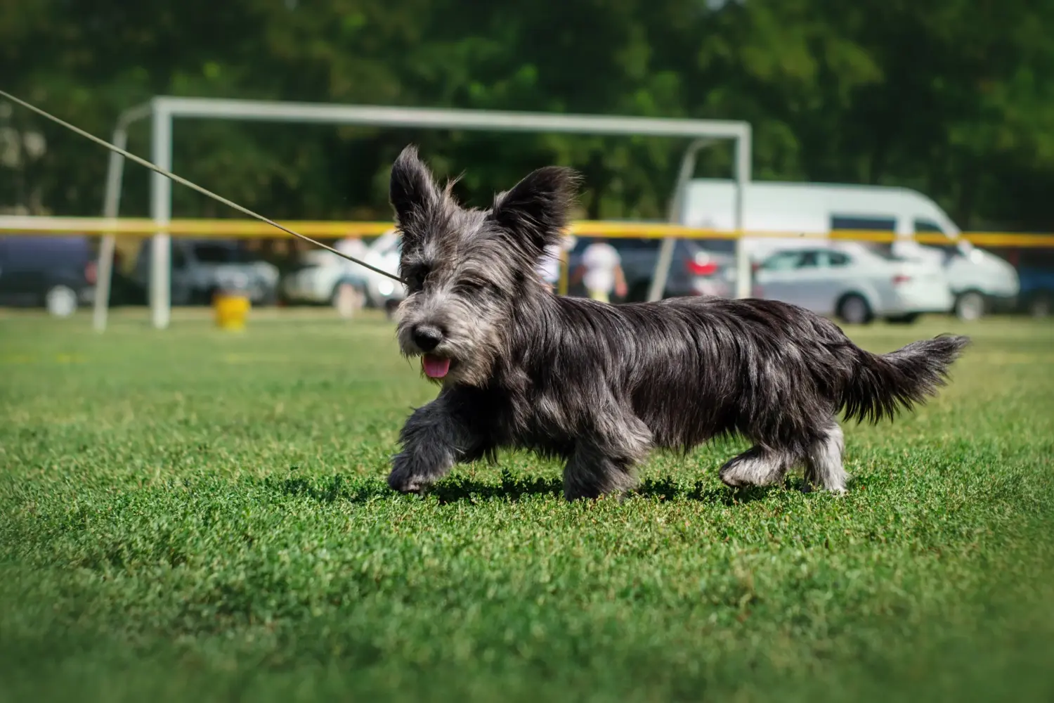 Acheter un chiot Skye Terrier, c'est prendre ses responsabilités ! Acheter un chiot Skye Terrier.