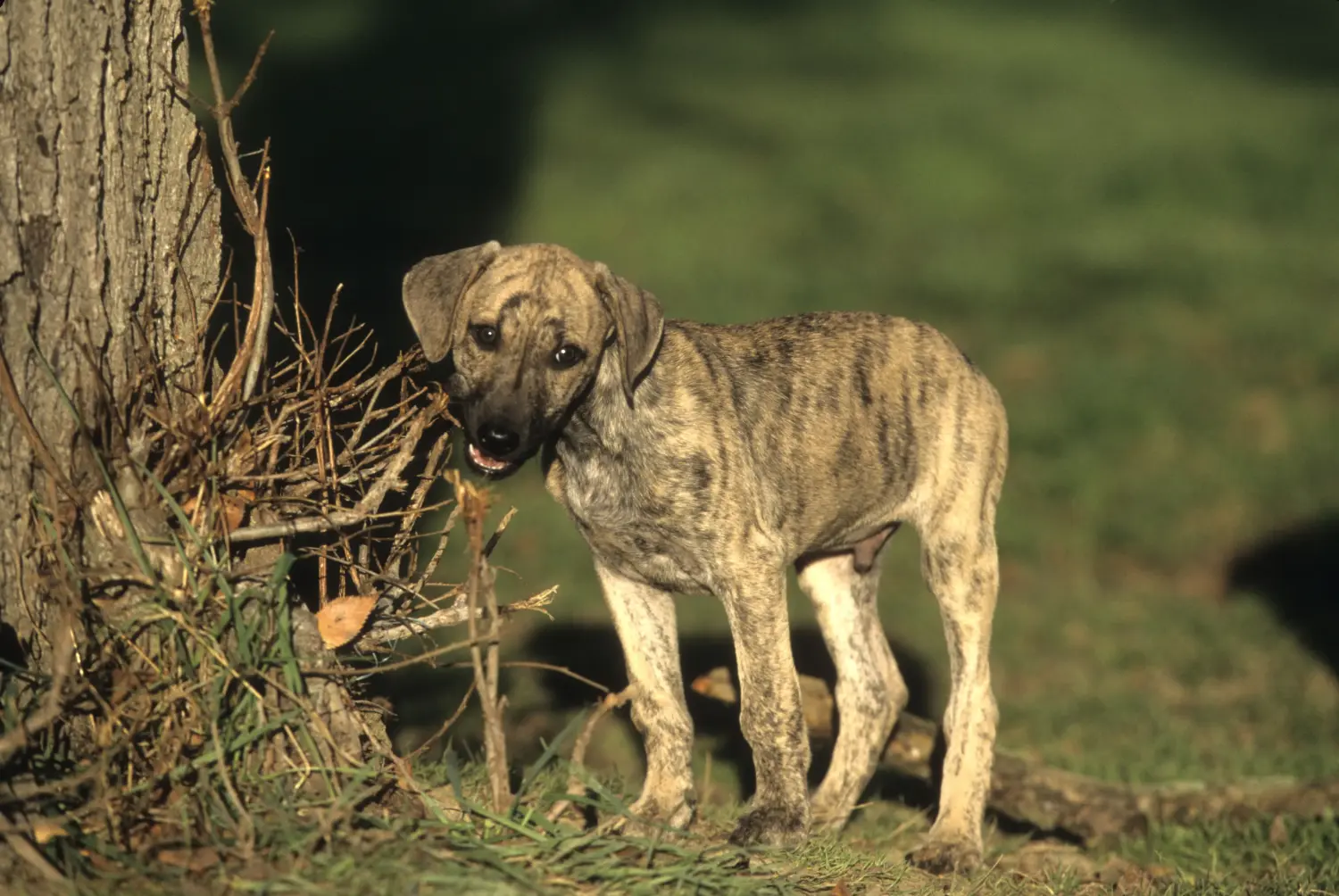 Acheter un chiot Sloughi, c'est prendre ses responsabilités ! Acheter des chiots Sloughi.