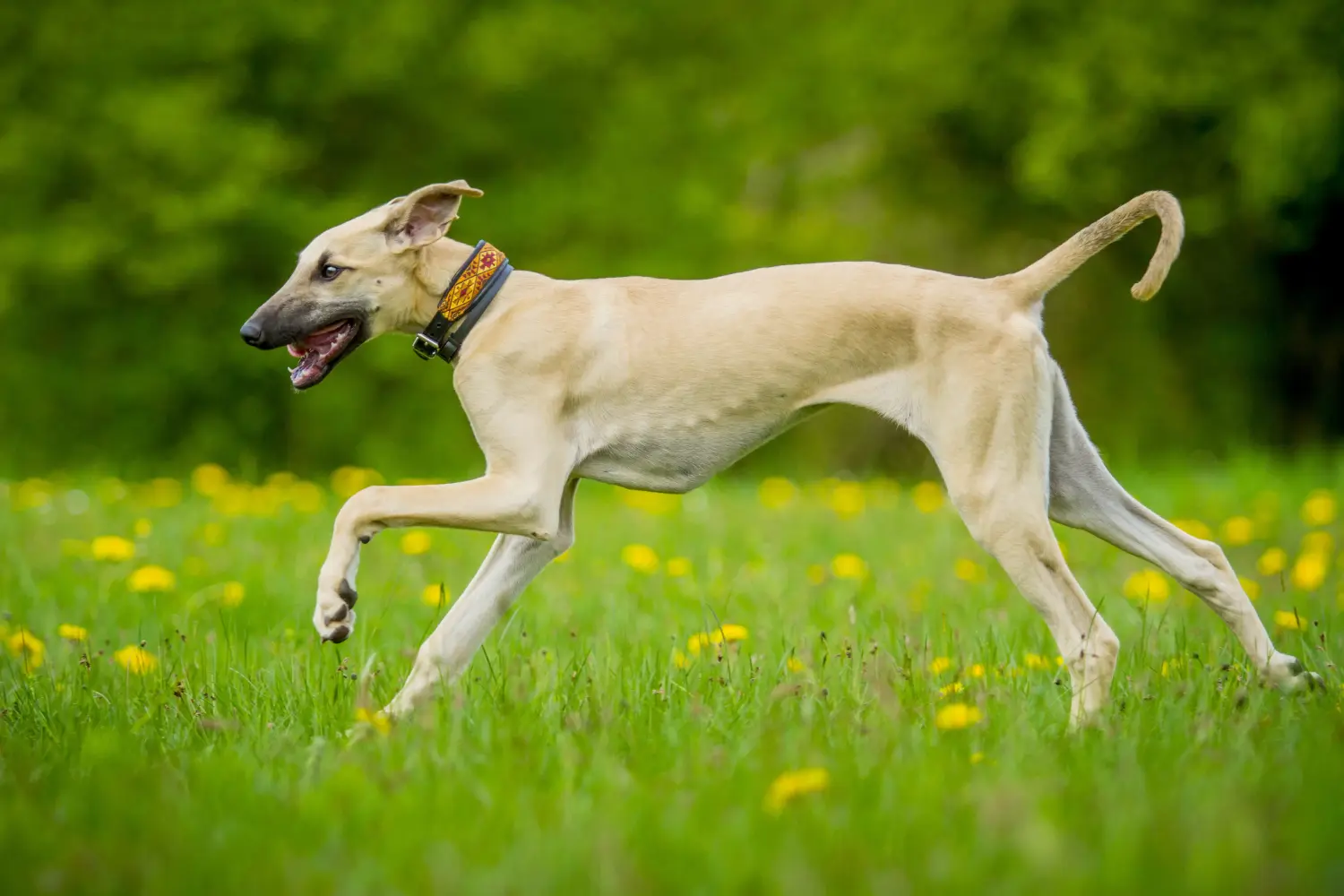 Acheter un chiot Sloughi, c'est prendre ses responsabilités ! Acheter des chiots Sloughi.