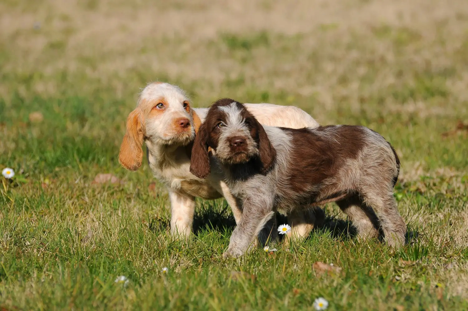 Acheter un chiot Spinone Italiano, c'est prendre ses responsabilités ! Acheter des chiots Spinone Italiano.