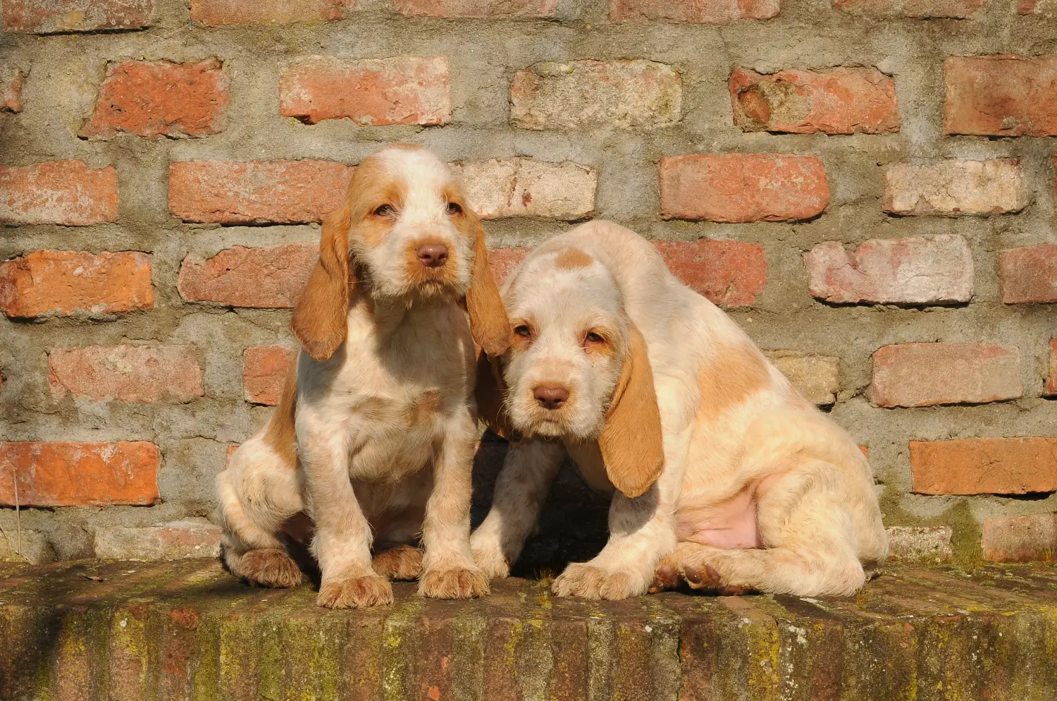 Acheter un chiot Spinone Italiano, c'est prendre ses responsabilités ! Acheter des chiots Spinone Italiano.
