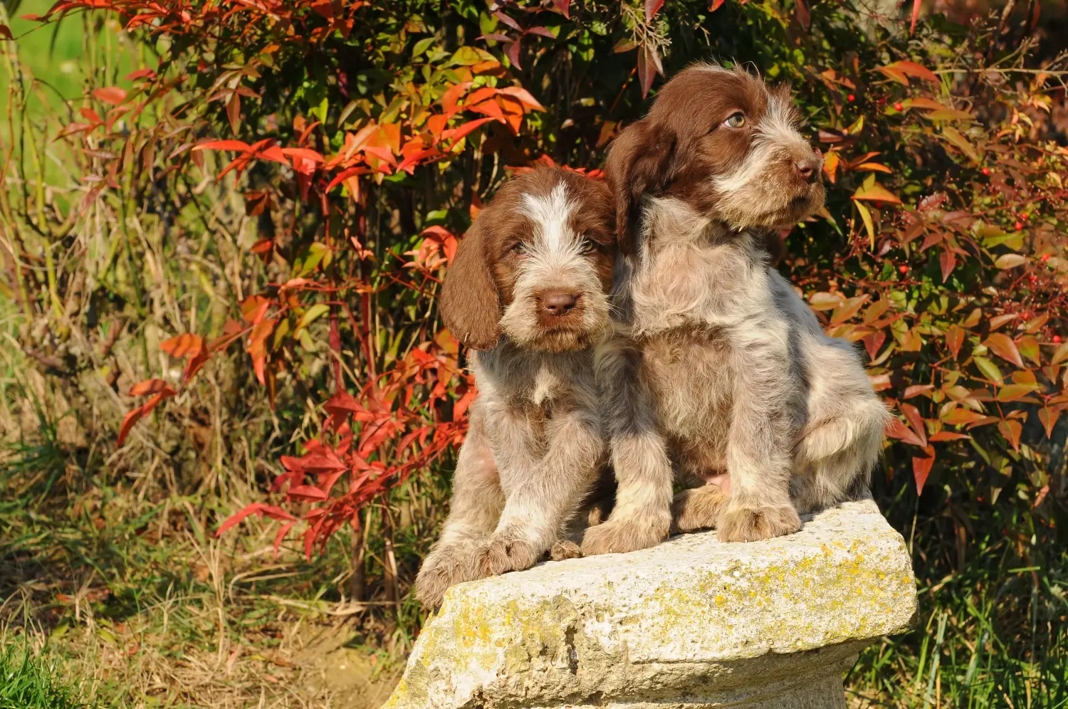 Acheter un chiot Spinone Italiano, c'est prendre ses responsabilités ! Acheter des chiots Spinone Italiano.