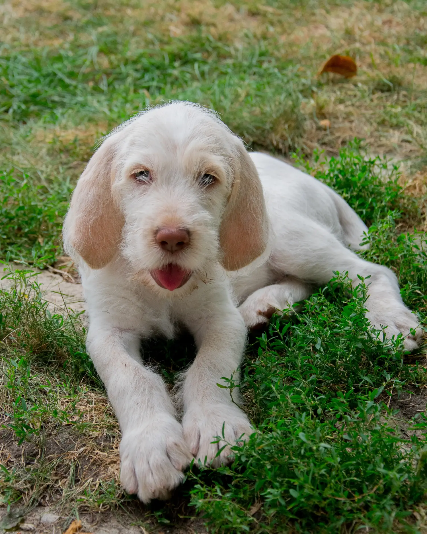 Acheter un chiot Spinone Italiano, c'est prendre ses responsabilités ! Acheter des chiots Spinone Italiano.