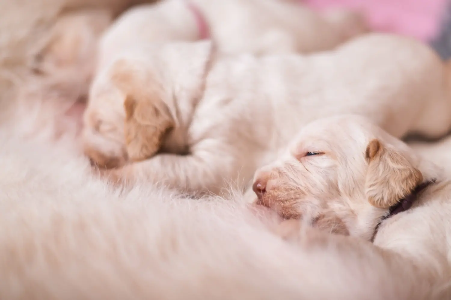 Acheter un chiot Spinone Italiano, c'est prendre ses responsabilités ! Acheter des chiots Spinone Italiano.