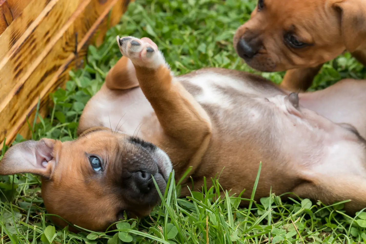 Acheter un chiot Staffordshire Bull Terrier, c'est prendre ses responsabilités ! Acheter des chiots Staffordshire Bull Terrier.