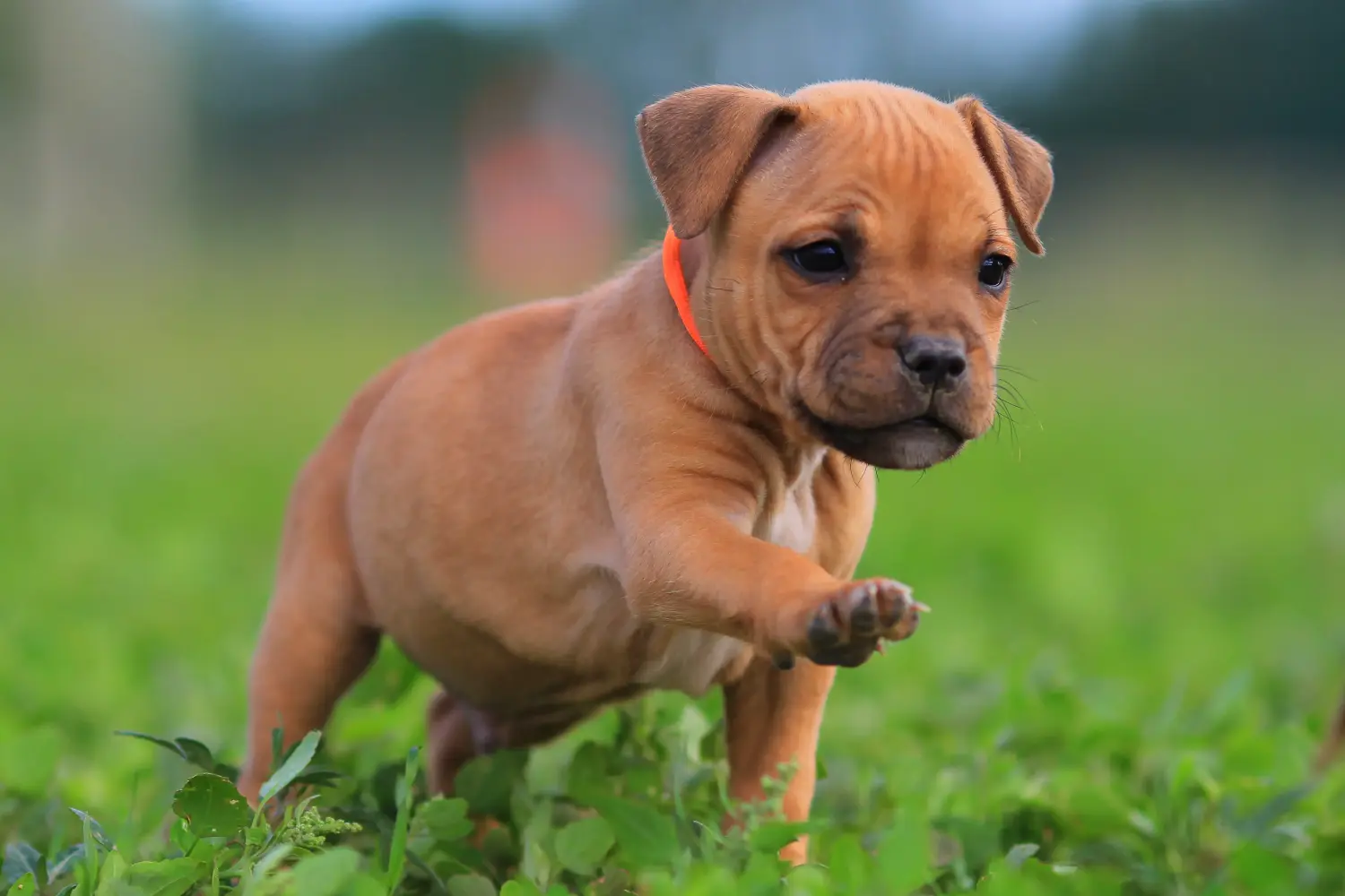 Acheter un chiot Staffordshire Bull Terrier, c'est prendre ses responsabilités ! Acheter des chiots Staffordshire Bull Terrier.