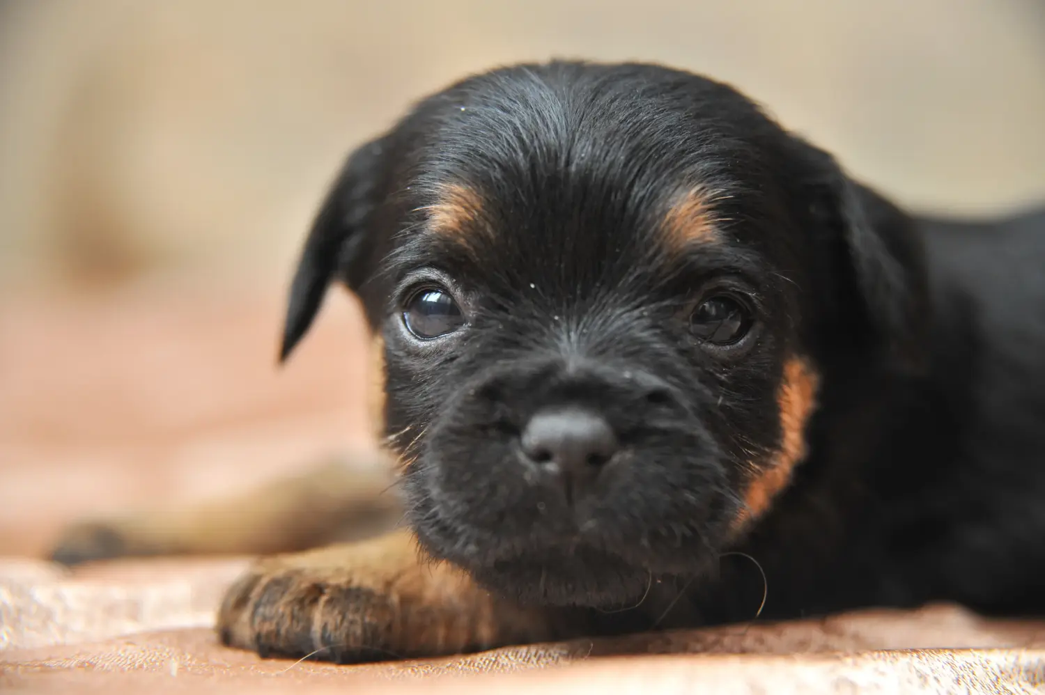 Acheter un chiot Terrier de chasse allemand, c'est prendre ses responsabilités ! Acheter un chiot terrier de chasse allemand.