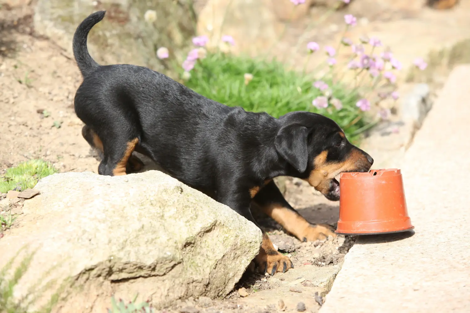 Acheter un chiot Terrier de chasse allemand, c'est prendre ses responsabilités ! Acheter un chiot terrier de chasse allemand.