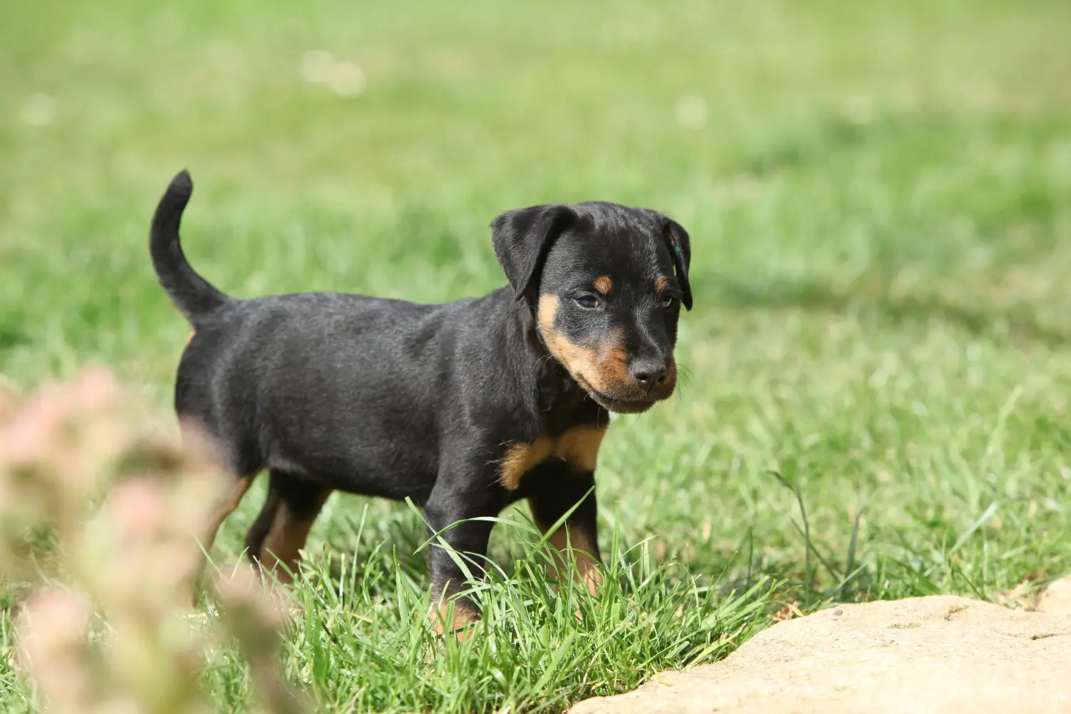 Acheter un chiot Terrier de chasse allemand, c'est prendre ses responsabilités ! Acheter un chiot terrier de chasse allemand.