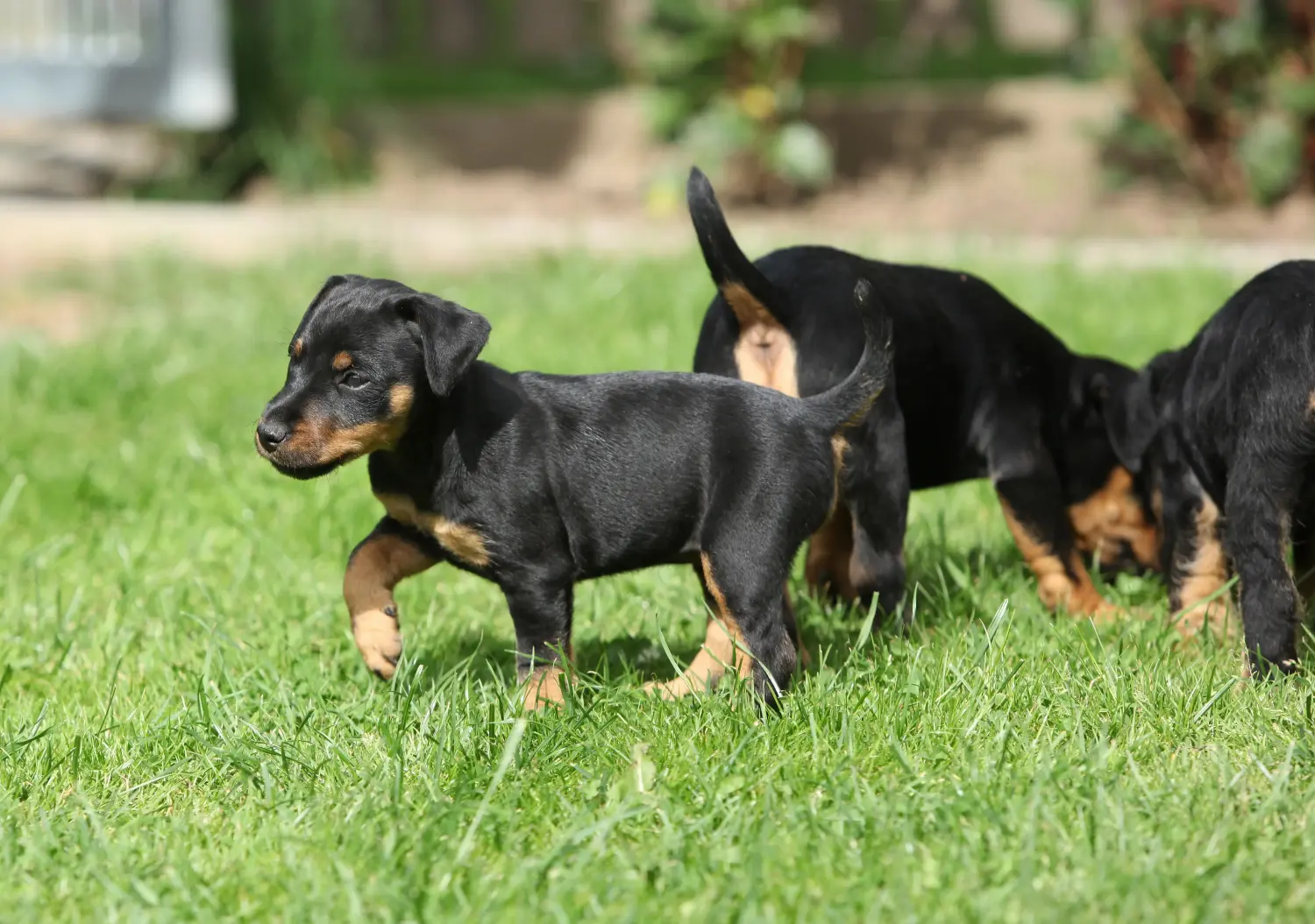 Acheter un chiot Terrier de chasse allemand, c'est prendre ses responsabilités ! Acheter un chiot terrier de chasse allemand.