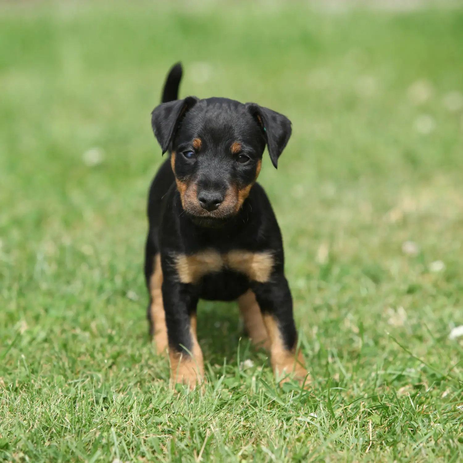 Acheter un chiot Terrier de chasse allemand, c'est prendre ses responsabilités ! Acheter un chiot terrier de chasse allemand.