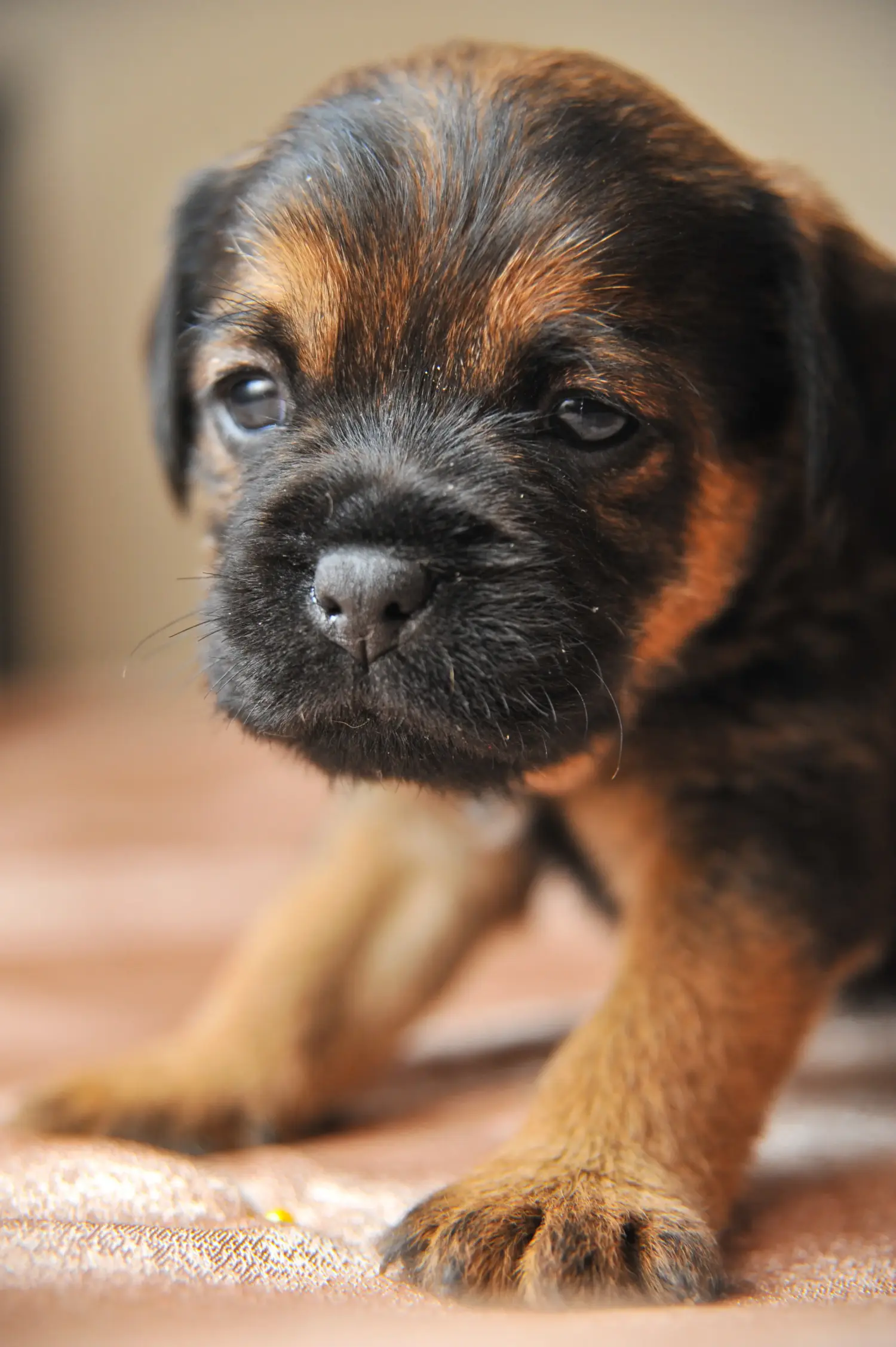 Acheter un chiot Terrier de chasse allemand, c'est prendre ses responsabilités ! Acheter un chiot terrier de chasse allemand.