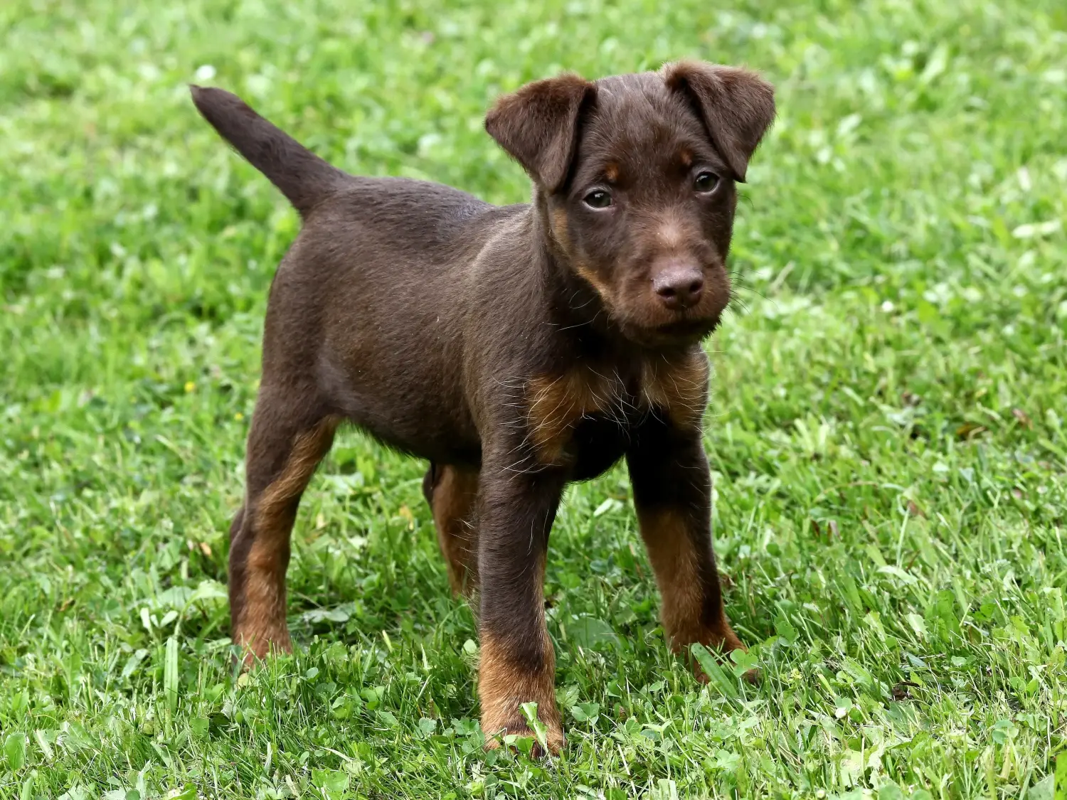 Acheter un chiot Terrier de chasse allemand, c'est prendre ses responsabilités ! Acheter un chiot terrier de chasse allemand.