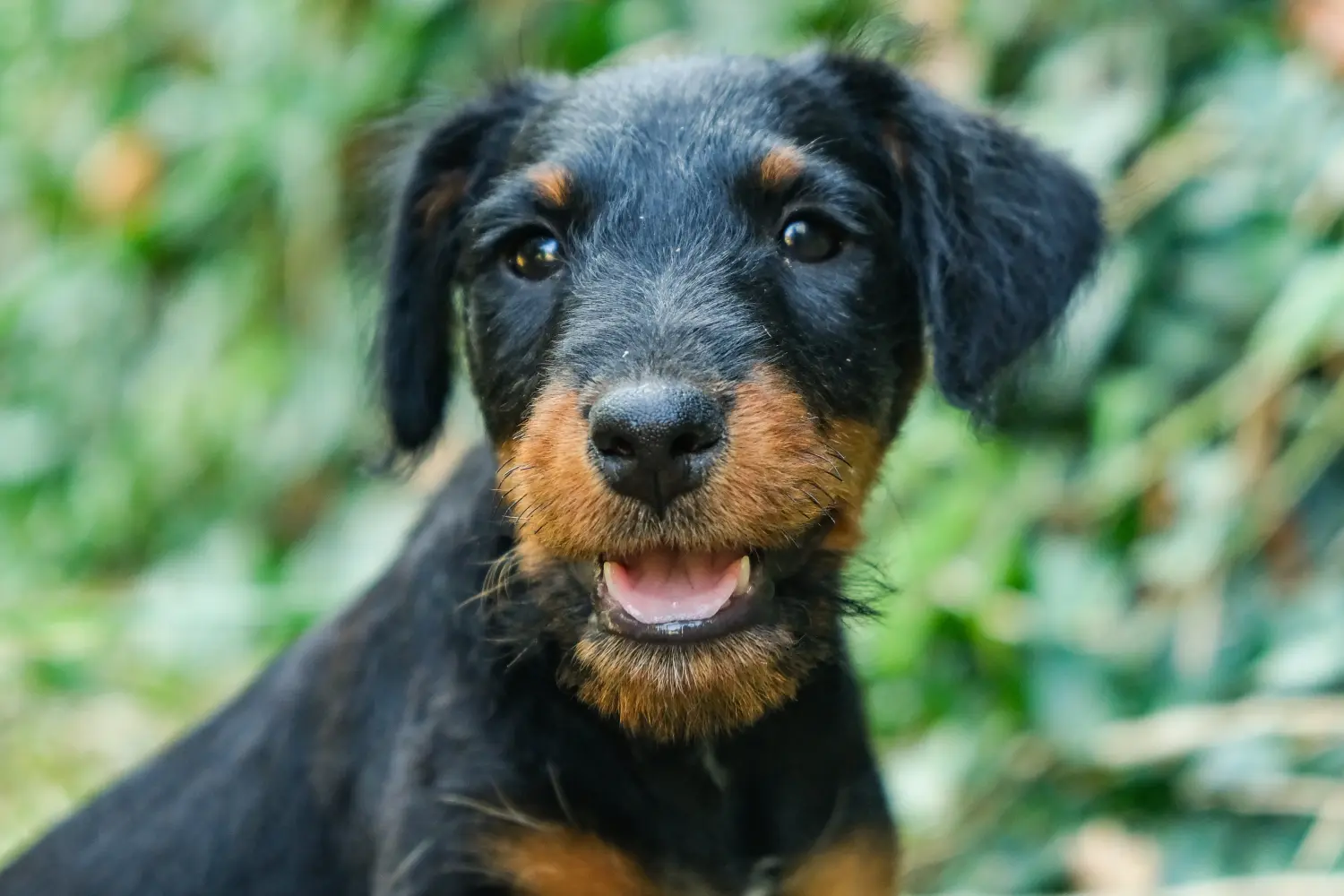 Acheter un chiot Terrier de chasse allemand, c'est prendre ses responsabilités ! Acheter un chiot terrier de chasse allemand.