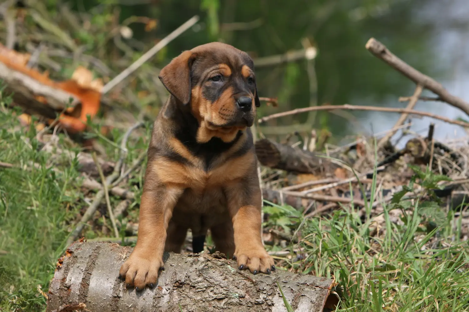 Acheter un chiot Tosa, c'est prendre ses responsabilités ! Acheter des chiots Tosa.