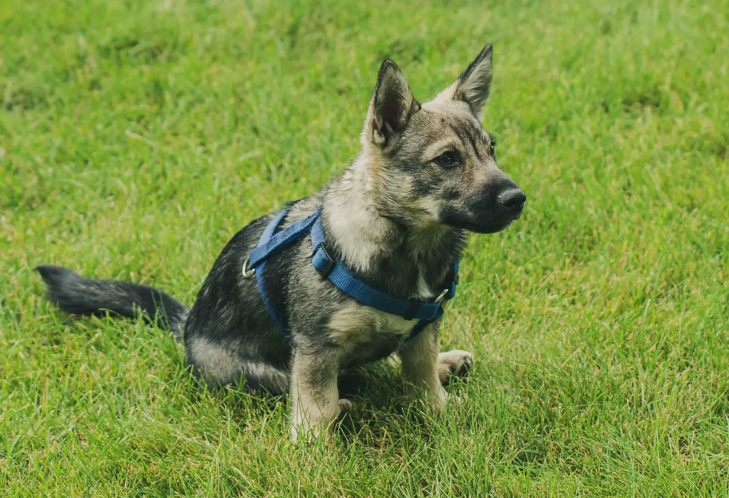 Acheter un chiot Västgötaspets, c'est prendre ses responsabilités ! Acheter des chiots Västgötaspets.