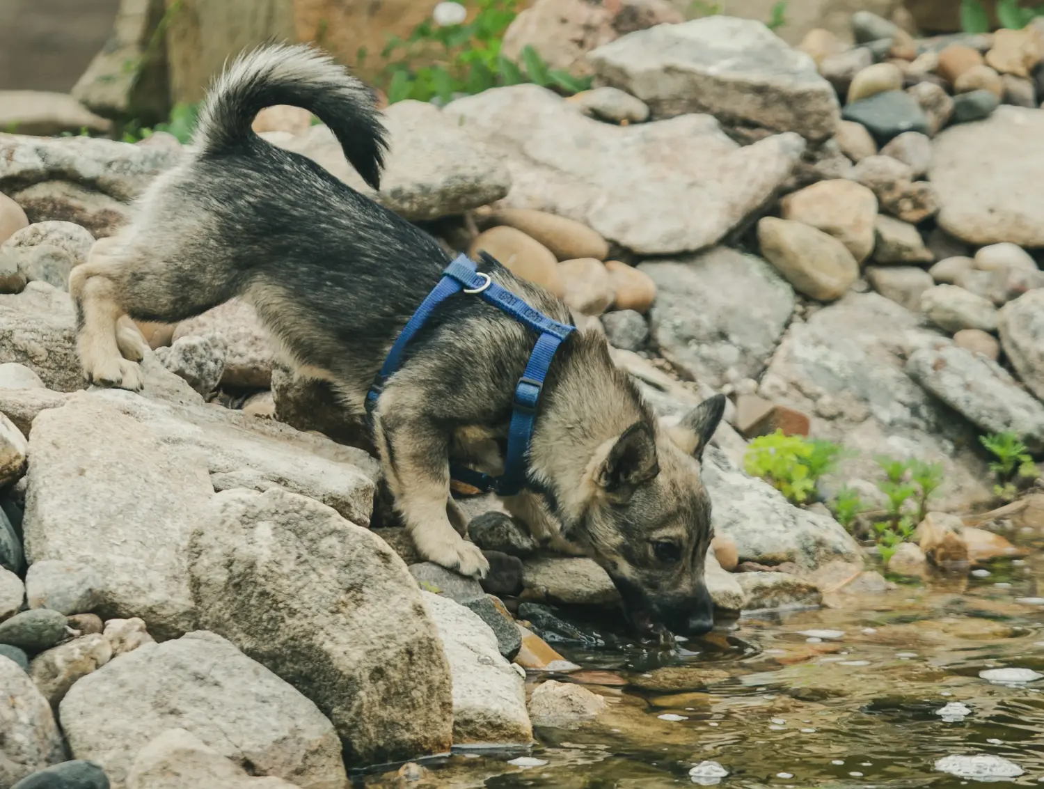 Acheter un chiot Västgötaspets, c'est prendre ses responsabilités ! Acheter des chiots Västgötaspets.