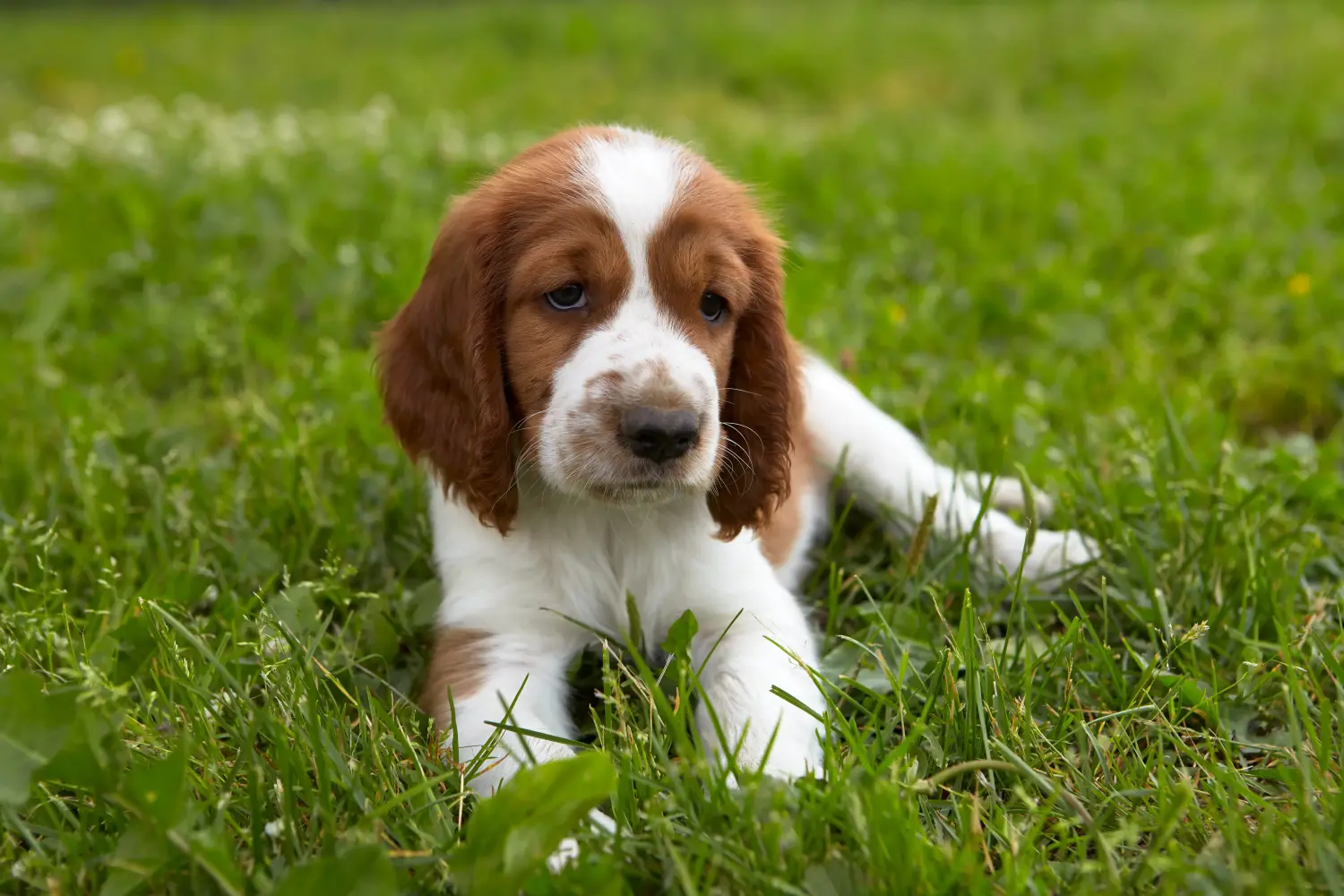 Acheter un chiot Welsh Springer Spaniel, c'est prendre ses responsabilités ! Acheter des chiots Welsh Springer Spaniel.