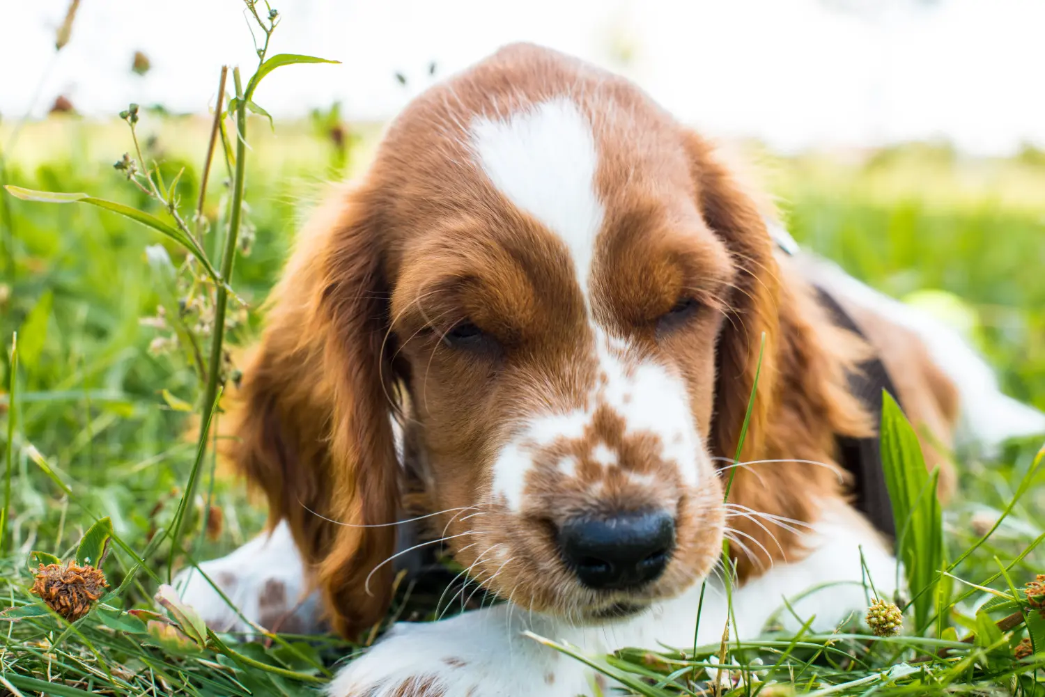 Acheter un chiot Welsh Springer Spaniel, c'est prendre ses responsabilités ! Acheter des chiots Welsh Springer Spaniel.