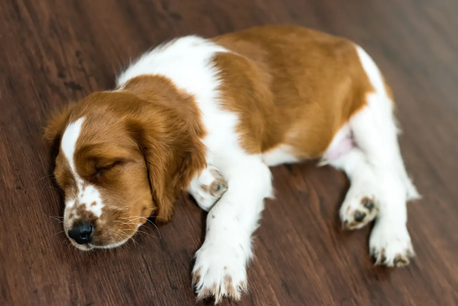 Acheter un chiot Welsh Springer Spaniel, c'est prendre ses responsabilités ! Acheter des chiots Welsh Springer Spaniel.