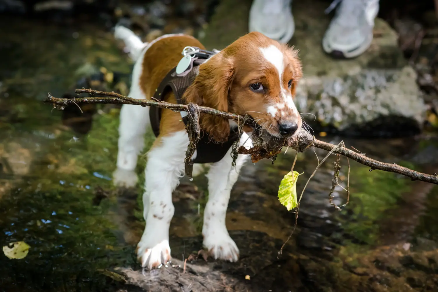 Acheter un chiot Welsh Springer Spaniel, c'est prendre ses responsabilités ! Acheter des chiots Welsh Springer Spaniel.