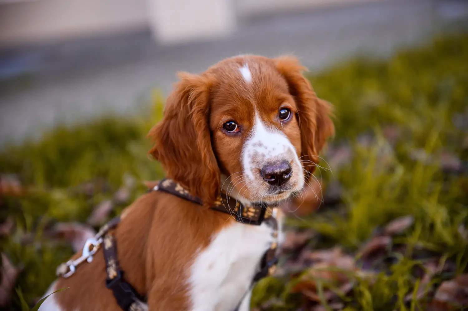 Acheter un chiot Welsh Springer Spaniel, c'est prendre ses responsabilités ! Acheter des chiots Welsh Springer Spaniel.