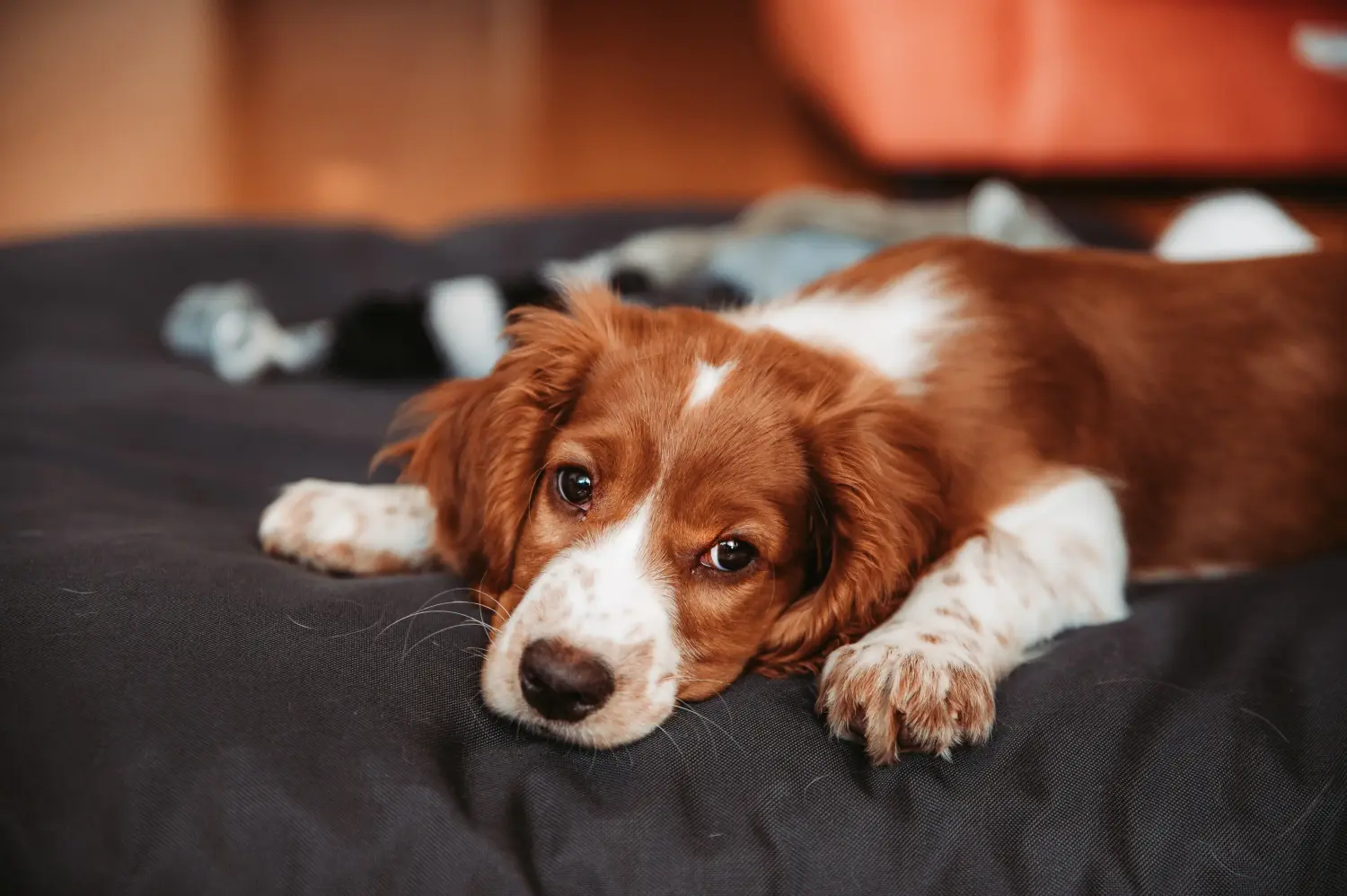 Acheter un chiot Welsh Springer Spaniel, c'est prendre ses responsabilités ! Acheter des chiots Welsh Springer Spaniel.