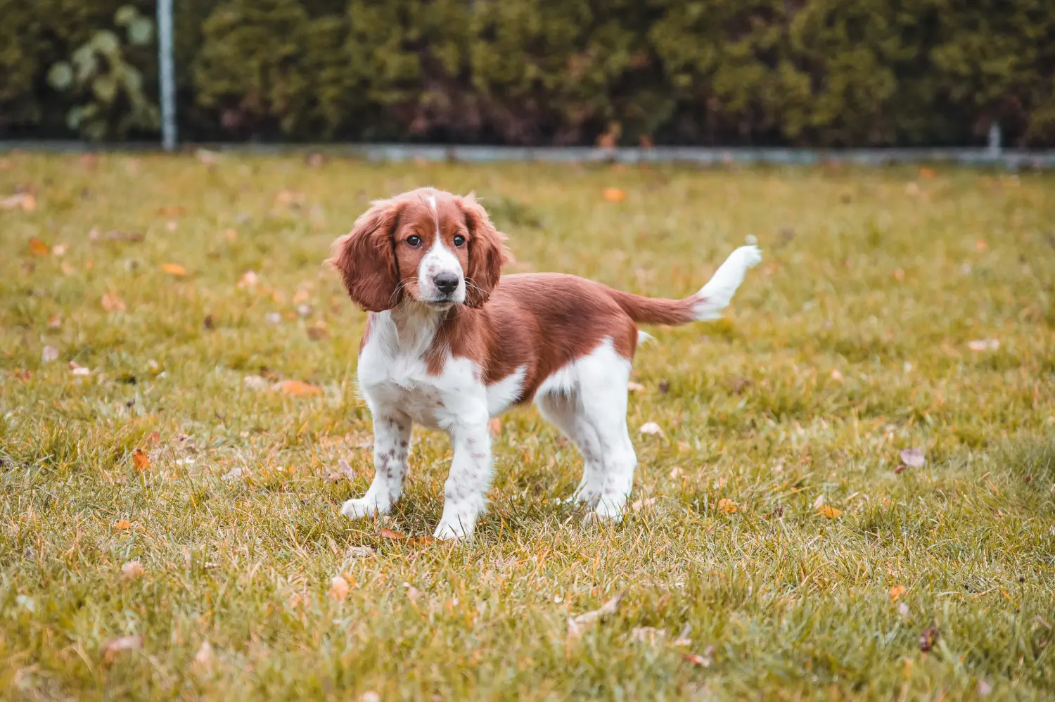 Acheter un chiot Welsh Springer Spaniel, c'est prendre ses responsabilités ! Acheter des chiots Welsh Springer Spaniel.