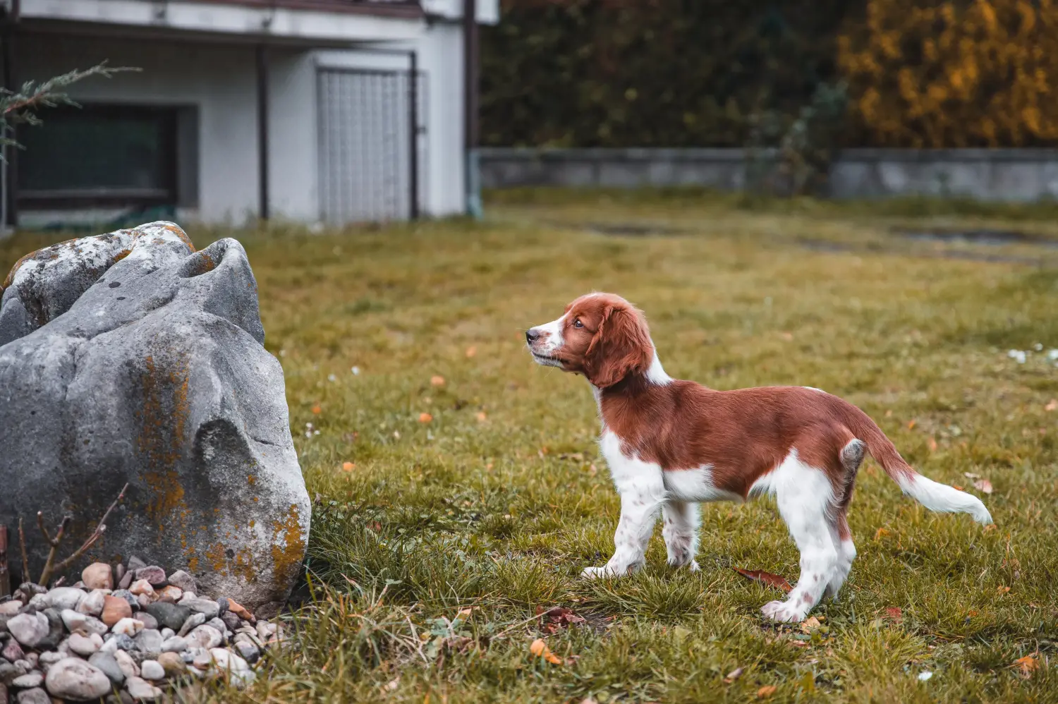 Acheter un chiot Welsh Springer Spaniel, c'est prendre ses responsabilités ! Acheter des chiots Welsh Springer Spaniel.