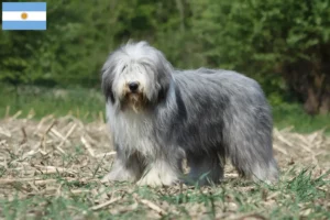 Lire la suite à propos de l’article Éleveurs de Bearded Collie et chiots en Argentine
