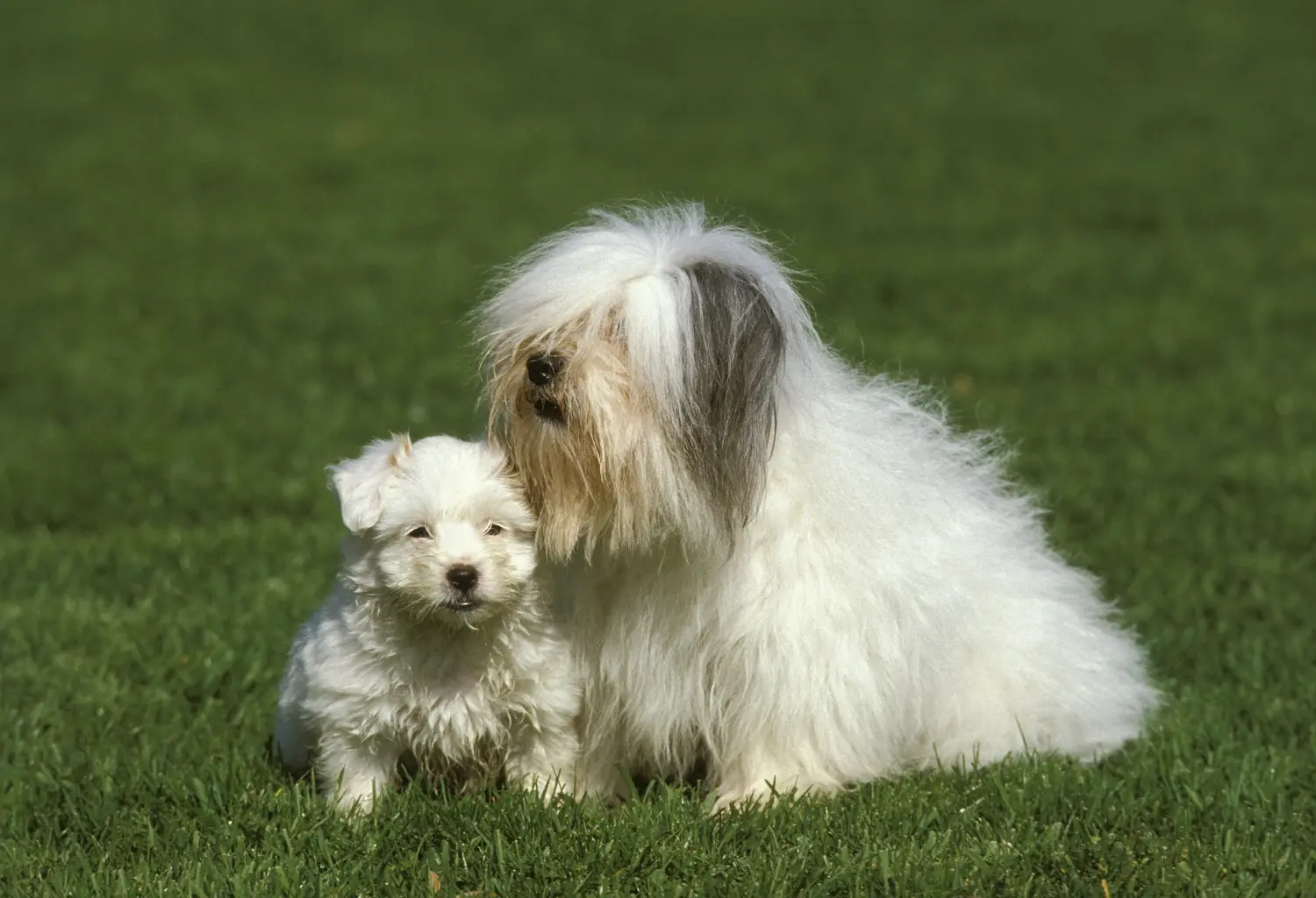 Acheter un chiot Coton de Tuléar, c'est prendre ses responsabilités ! Acheter des chiots Coton de Tuléar.