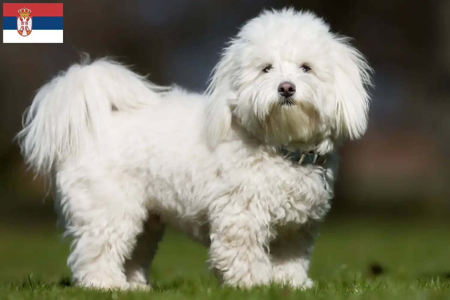 Coton de Tuléar chiots et éleveurs Serbie Ici vous trouverez des éleveurs de Coton de Tuléar en Serbie.