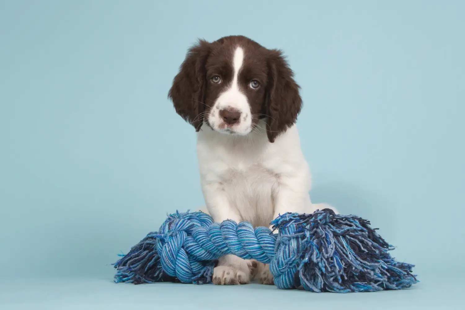 Acheter un chiot Drentse Patrijshond, c'est prendre ses responsabilités ! Acheter des chiots Drentse Patrijshond.