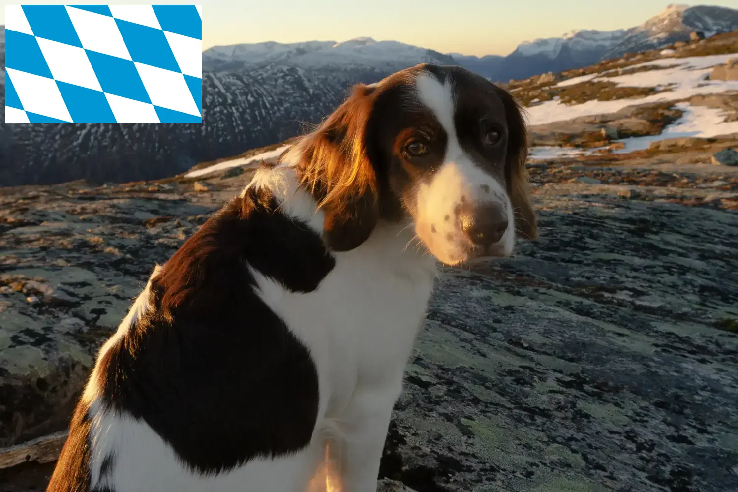 Drentse Patrijshond Chiots et éleveurs Bayern Ici vous trouverez les éleveurs de Drentse Patrijshonds en Bavière.