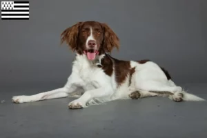 Lire la suite à propos de l’article Drentse Patrijshond éleveurs et chiots en Bretagne