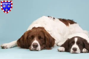 Lire la suite à propos de l’article Drentse Patrijshond éleveurs et chiots en Centre-Val de Loire