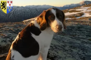 Lire la suite à propos de l’article Drentse Patrijshond éleveurs et chiots en Hauts-de-France