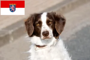 Lire la suite à propos de l’article Drentse Patrijshond éleveurs et chiots en Hesse