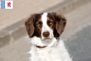 Lire la suite à propos de l’article Drentse Patrijshond éleveurs et chiots en Nouvelle-Aquitaine