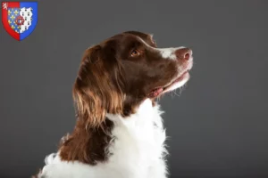 Lire la suite à propos de l’article Drentse Patrijshond éleveurs et chiots en Pays de la Loire